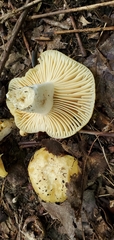 Russula earlei