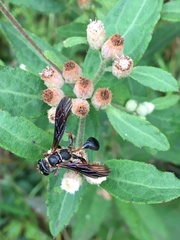 Isodontia exornata