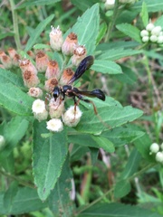 Isodontia exornata