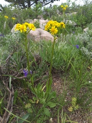 Senecio integerrimus exaltatus