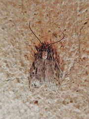 Eucereon erythrolepsis