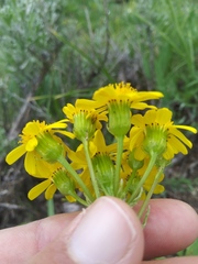 Senecio integerrimus exaltatus