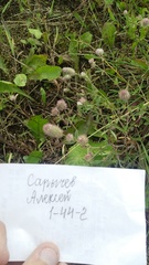 Trifolium arvense
