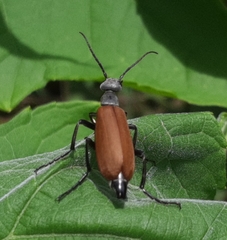 Epicauta carmelita