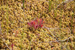 Drosera × obovata