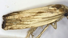 Eucosma radiatana