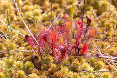 Drosera × obovata