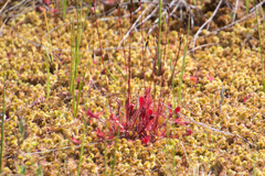 Drosera × obovata