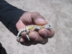 Liolaemus stolzmanni