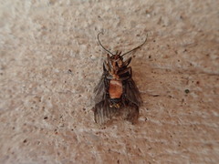 Eucereon erythrolepsis