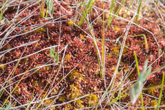 Sphagnum medium