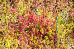 Drosera × obovata