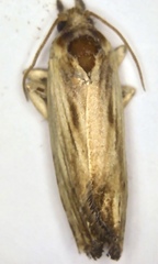 Eucosma radiatana