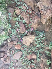 Palmatifoliae