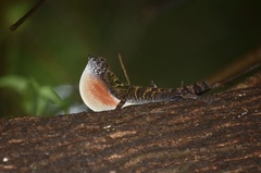 Anolis allogus