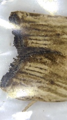 Eucosma radiatana