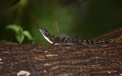 Anolis allogus