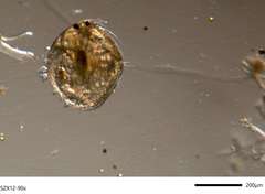 Chydorus