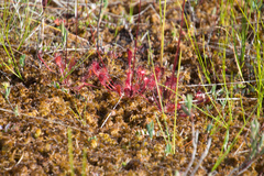 Drosera × obovata
