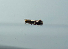 Monopis dorsistrigella