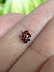 Coleomegilla maculata