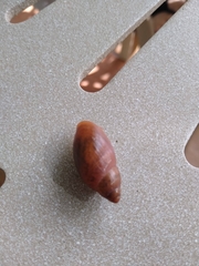 Euglandina rosea image