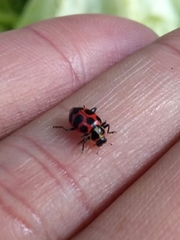 Coleomegilla maculata