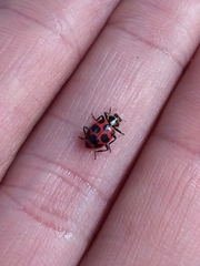 Coleomegilla maculata