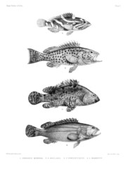 Striped Grouper photo 4