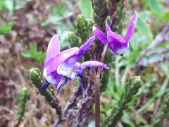 Primula frigida