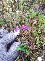 Primula frigida