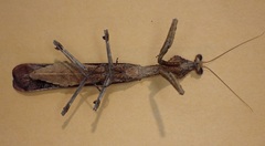 Epaphrodita musarum