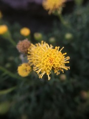 Senecio tricuspidatus