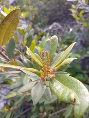 Chrysolepis sempervirens