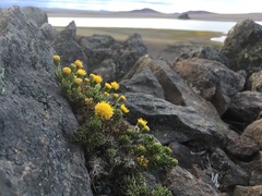 Senecio tricuspidatus