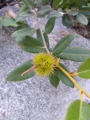 Chrysolepis sempervirens