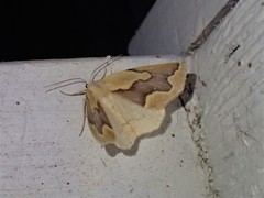 Sabulodes edwardsata