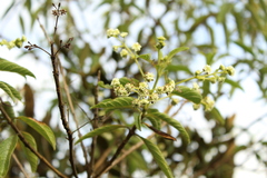 Lippia hirsuta
