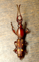 Orfilaia truncata