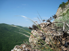 Stipa lithophila
