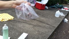 Peromyscus polionotus