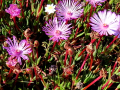 Lampranthus filicaulis