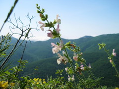 Salvia scabiosifolia
