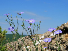 Linum nervosum