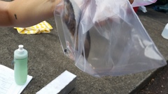 Peromyscus polionotus