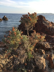 Anthyllis barba-jovis