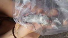 Peromyscus polionotus