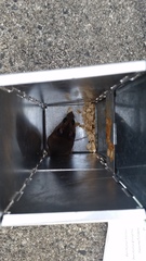 Peromyscus polionotus