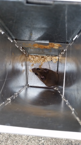 Oldfield Mouse