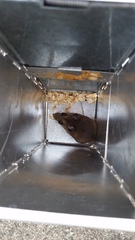 Peromyscus polionotus